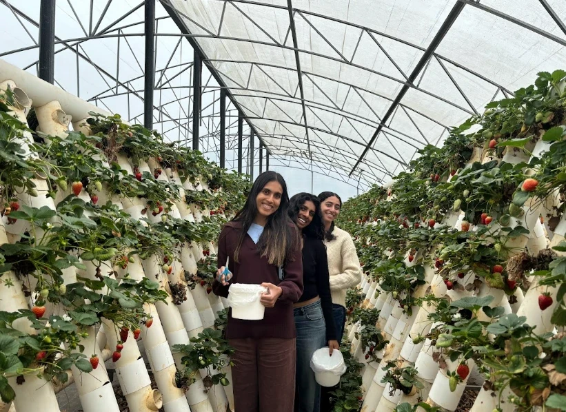 NILORA guests enjoying strawberry picking in Port Macquarie