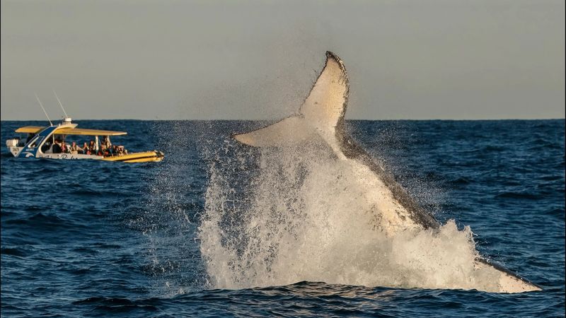 Whale watching Port Macquarie
